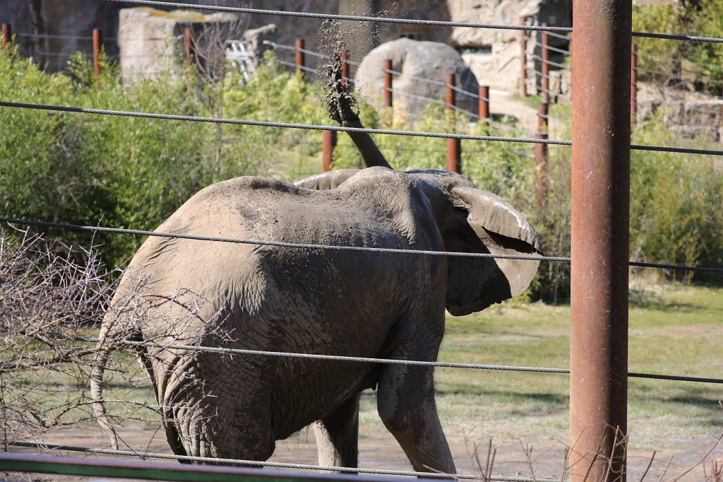 574B2566.JPG -  African bush elephant  ( Afrikanischer Elefant )