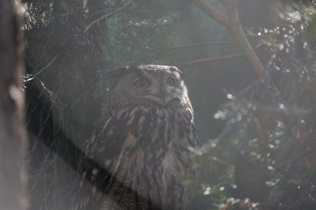 574B2593.JPG -  Eurasian eagle-owl  ( Uhu )