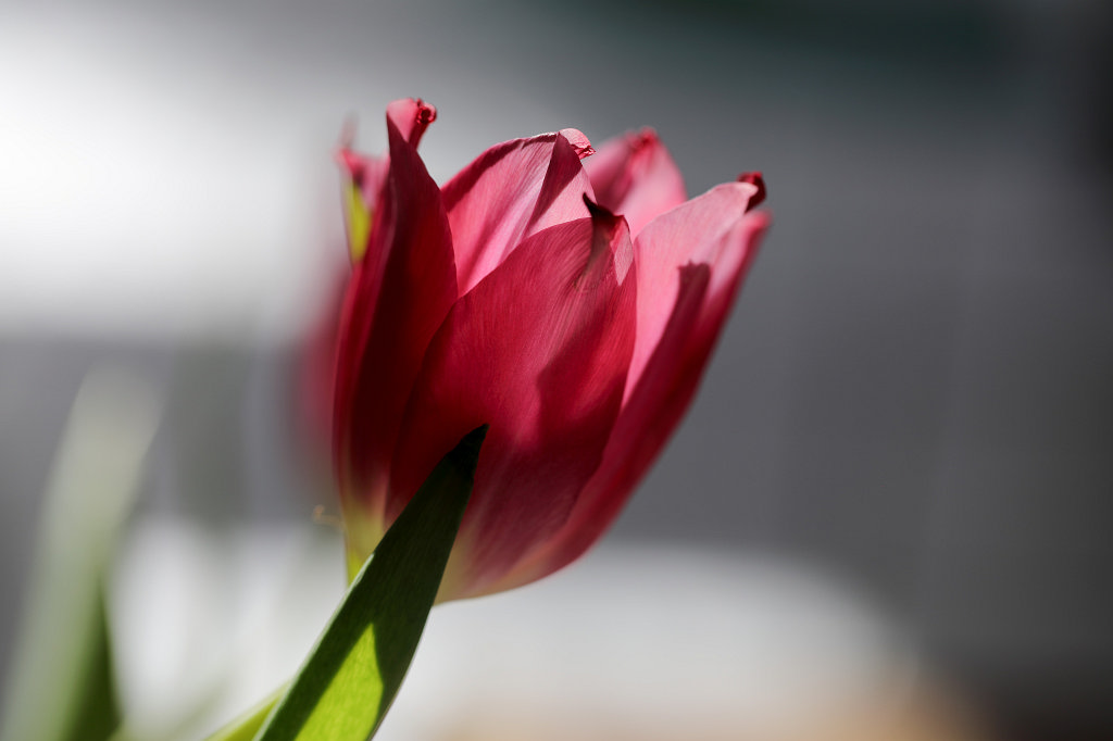 574B2184_c.jpg - Tulip