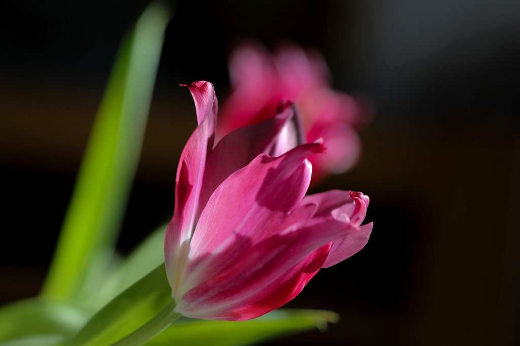 574B2187_c.jpg - Tulip