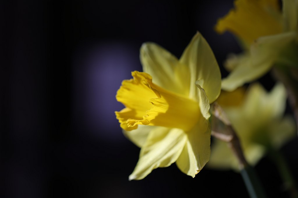 574B2423.JPG -  Wild daffodil  ( Osterglocken )