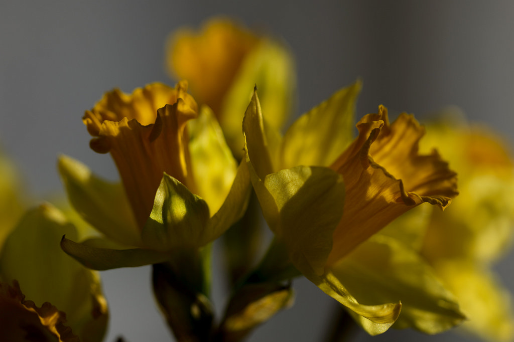 574B2436_c.jpg -  Wild daffodil  ( Osterglocken )