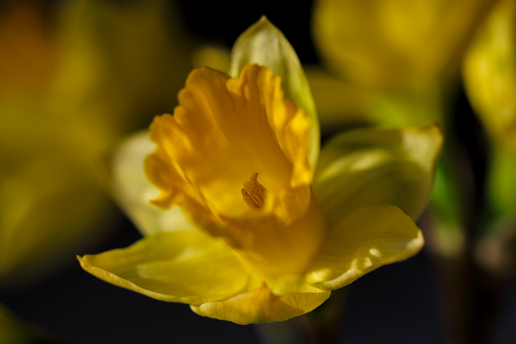 574B2437_c.jpg -  Wild daffodil  ( Osterglocken )
