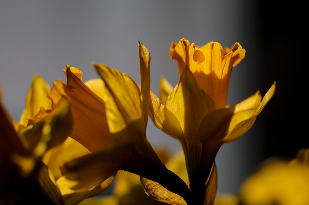 574B2456_c.jpg -  Wild daffodil  ( Osterglocken )