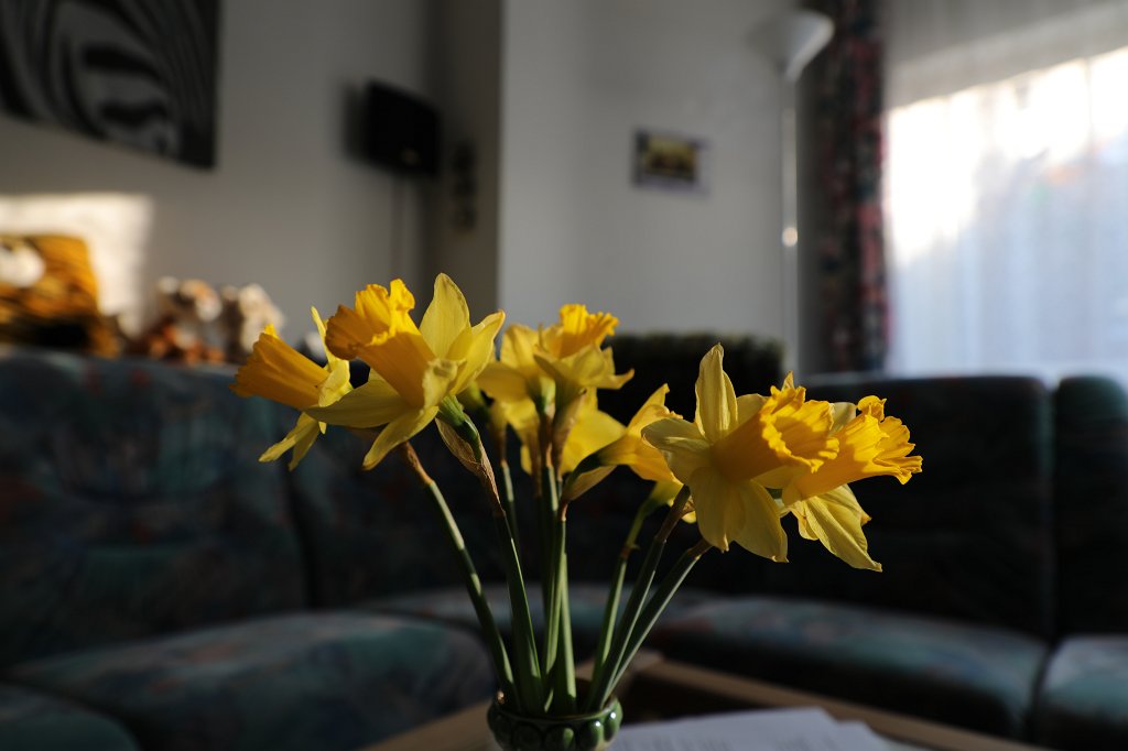 574B2461.JPG -  Wild daffodil  ( Osterglocken )