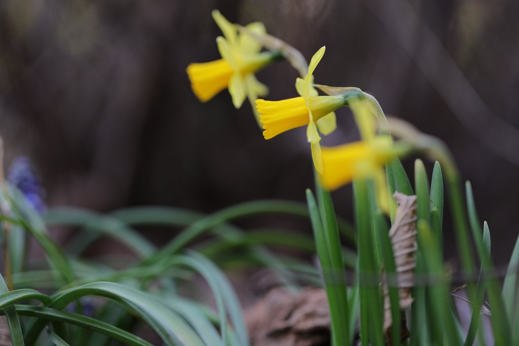 574B2744.JPG -  Wild daffodils  in a row ( Osterglocken  in Reihe)