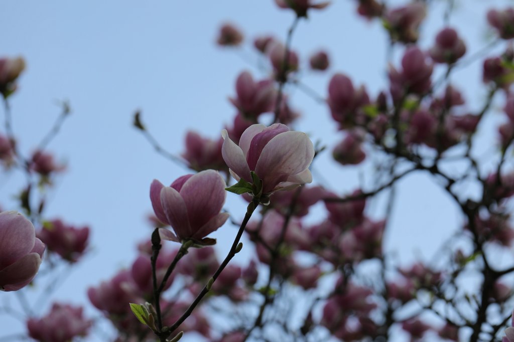 574B2829.JPG -  Magnolia  ( Magnolie )