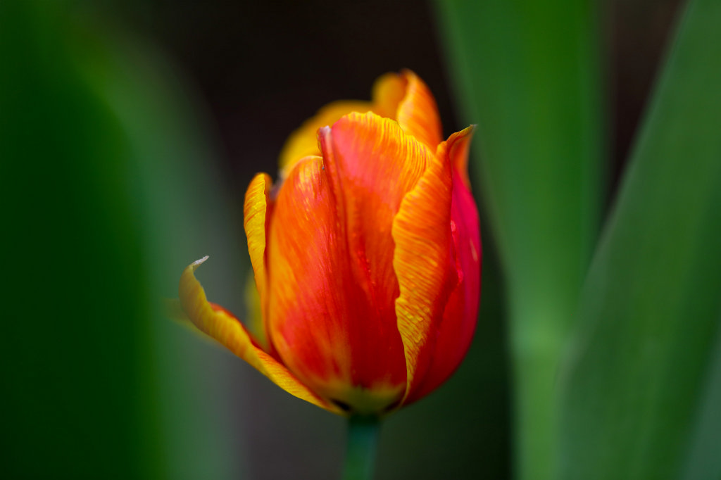 574B2834_c.jpg -  Tulip  ( Tulpe )