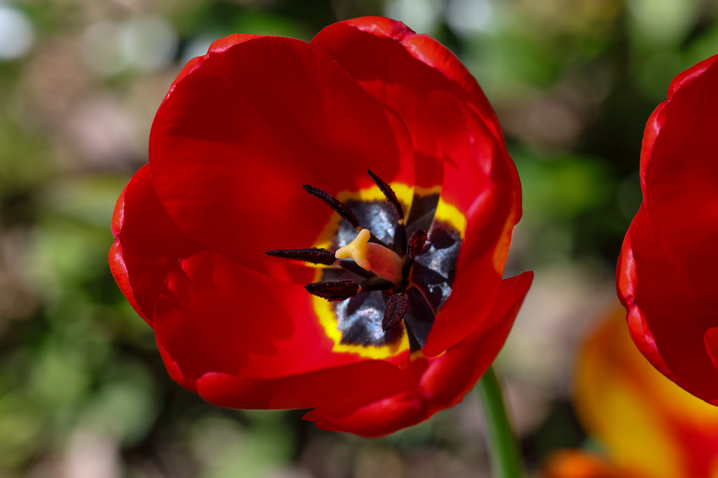 574B2851_c.jpg -  Tulip  ( Tulpe )