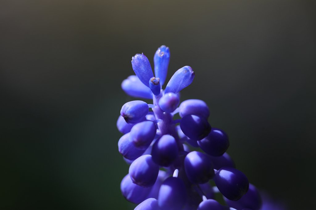 574B2856.JPG -  Grape hyacinth  ( Traubenhyazinthe )