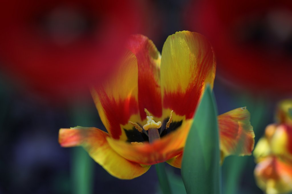 574B2859.JPG -  Tulip  ( Tulpe )