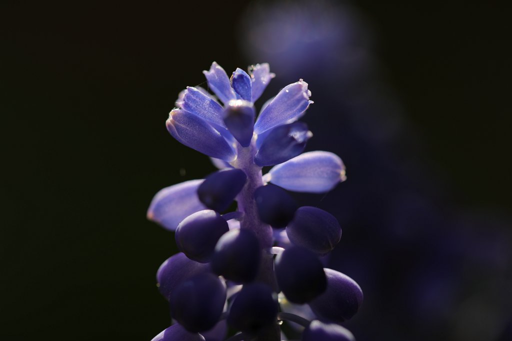 574B2860.JPG -  Grape hyacinth  ( Traubenhyazinthe )