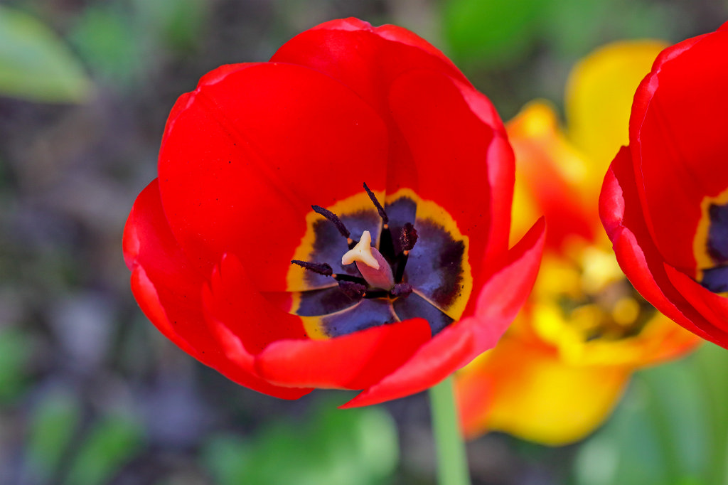 574B2868_c.jpg -  Tulip  ( Tulpe )