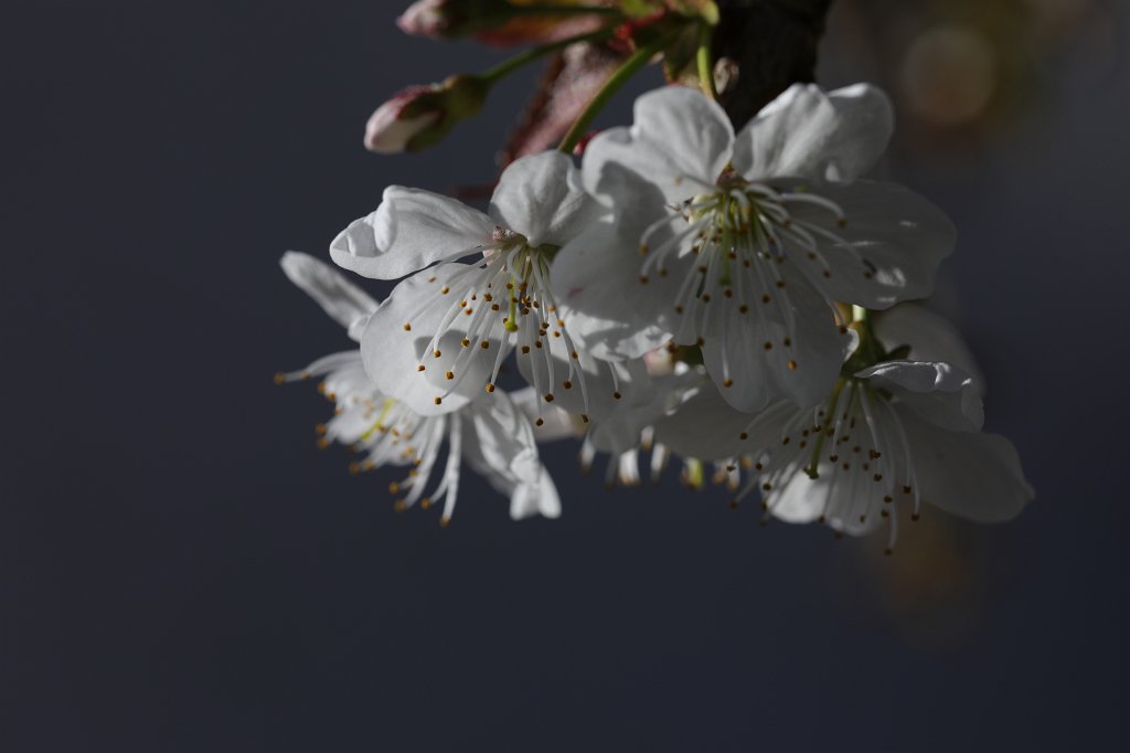574B2883.JPG -  Cherry  flowers ( Kirschblüte )