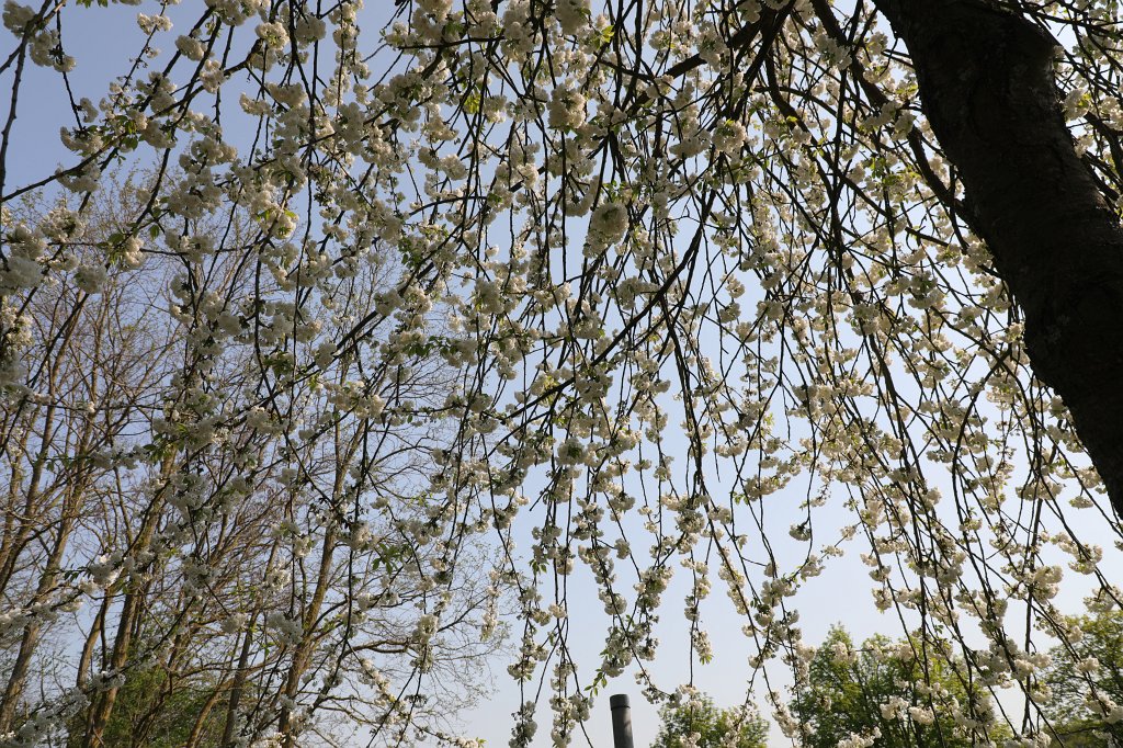 574B2908.JPG - Flowering tree