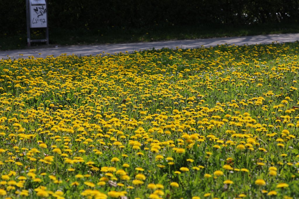 574B2910.JPG - Yellow meadow