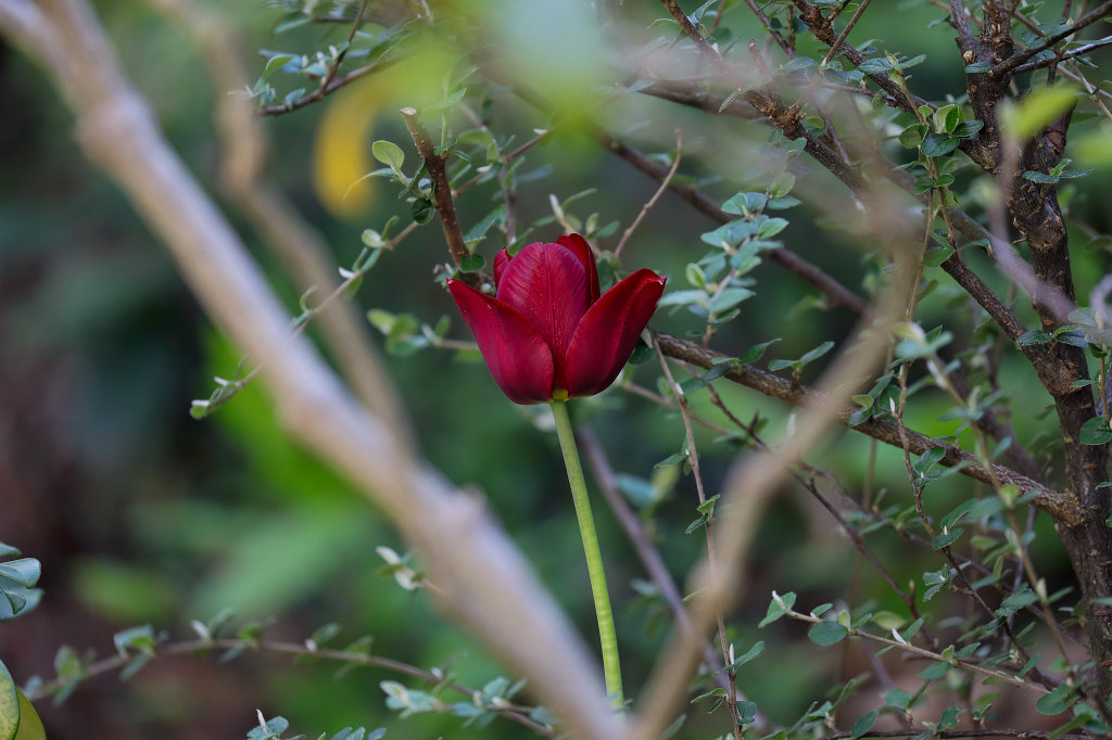 574B2912_c.jpg -  Tulip  ( Tulpe )