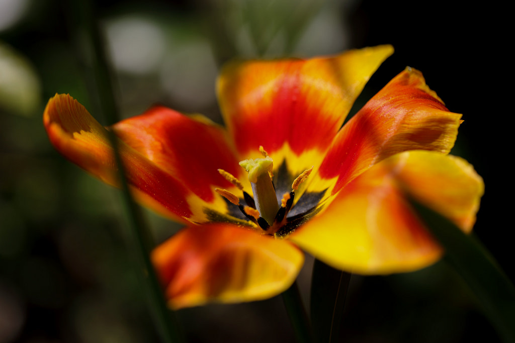 574B2925_c.jpg -  Tulip  ( Tulpe )