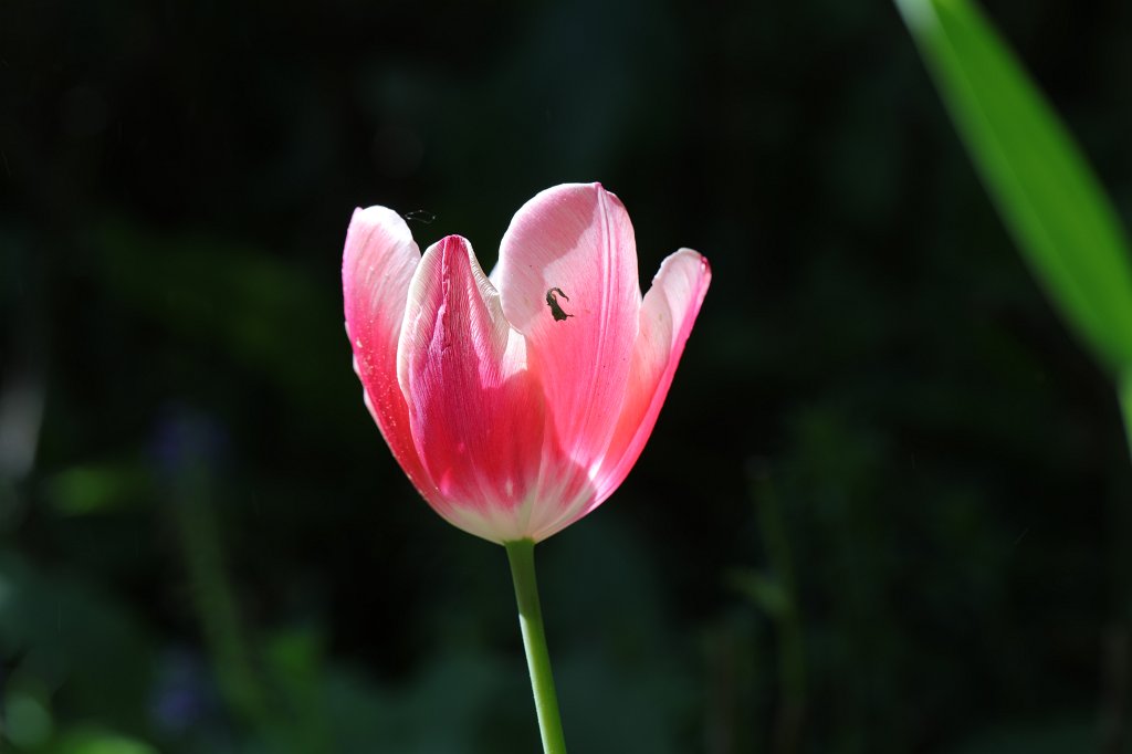 574B2958.JPG -  Tulip  ( Tulpe )