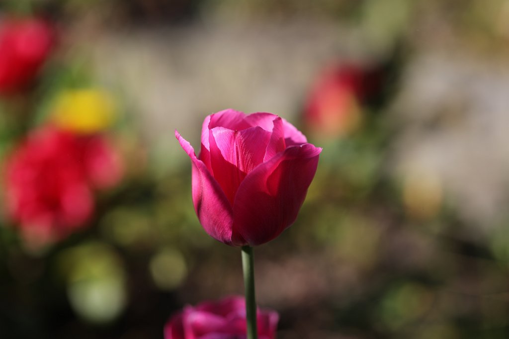 574B2963.JPG -  Tulip  ( Tulpe )