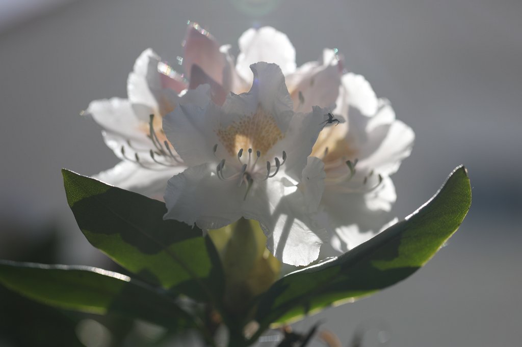 574B2974.JPG -  Rhododendron 