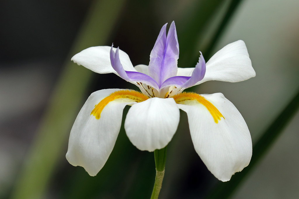 574B3058_c.jpg - Fairy iris ( Dietes grandiflora )