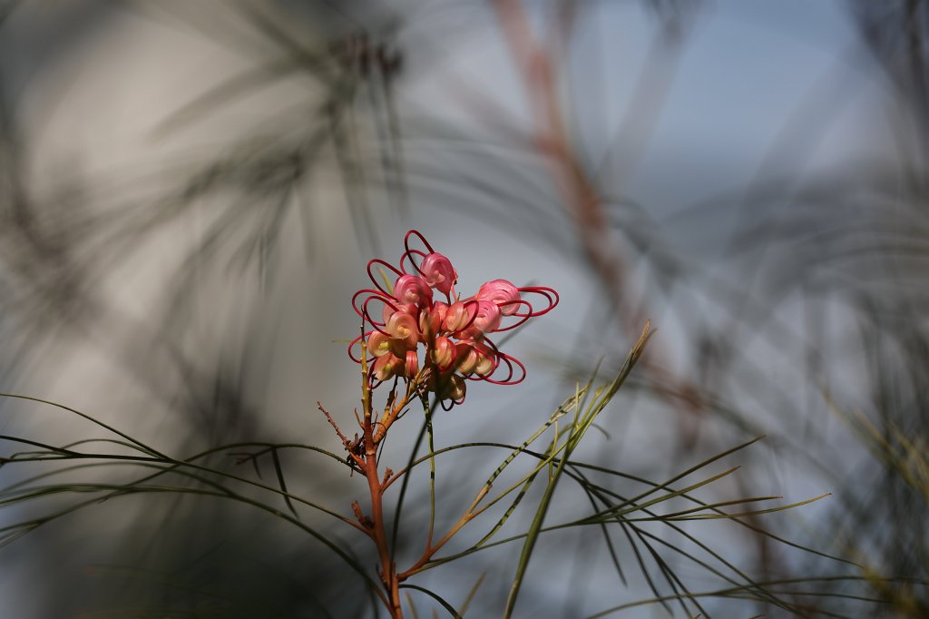 574B3071.JPG -  Grevillea rosmarinifolia  ( Silbereiche Spinnenblume )