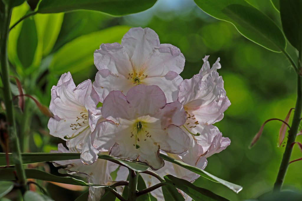574B3142_c.jpg -  Rhododendron 