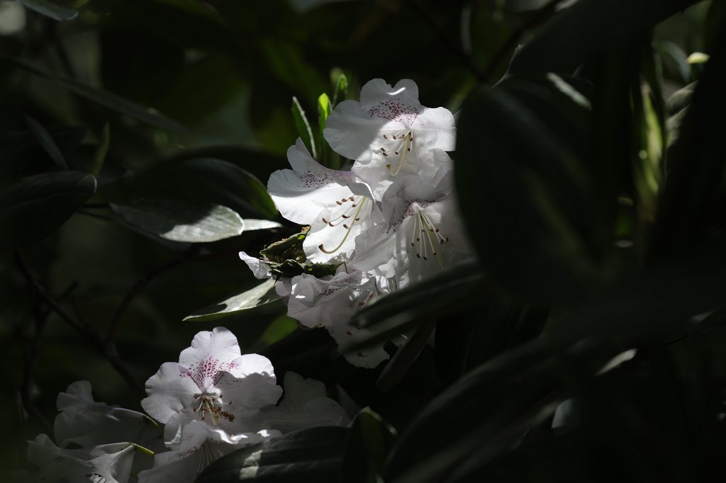 574B3146.JPG -  Rhododendron 