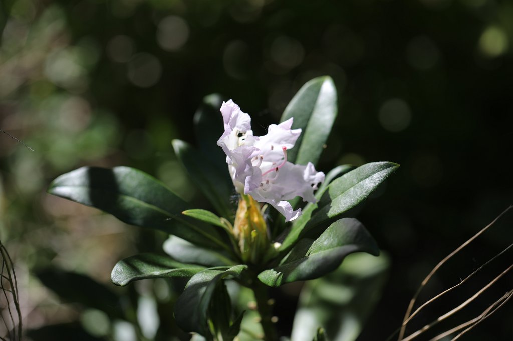 574B3230.JPG -  Rhododendron 