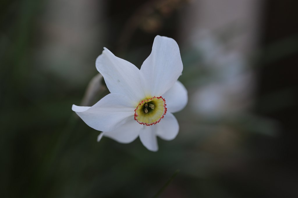 574B3388.JPG -  Narcissus poeticus  ( Weiße Narzisse )