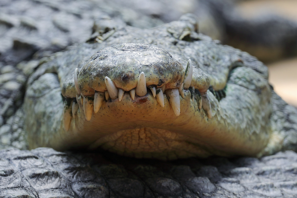 574B3970_c.jpg -  Nile crocodile  ( Nilkrokodil )