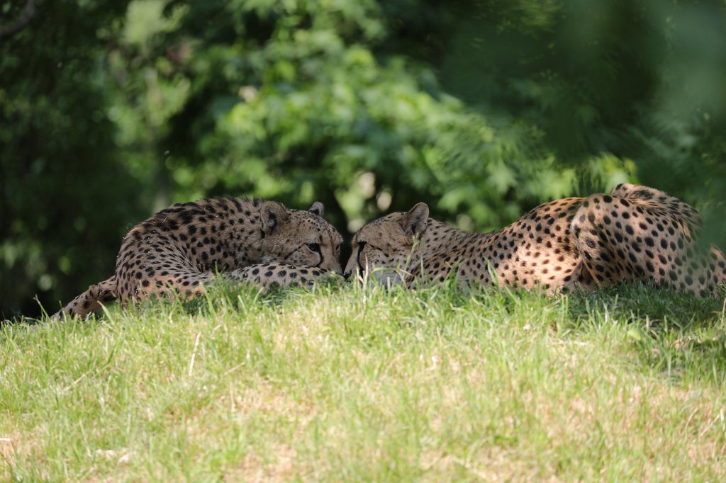 574B4015.JPG -  Cheetah  ( Gepard )