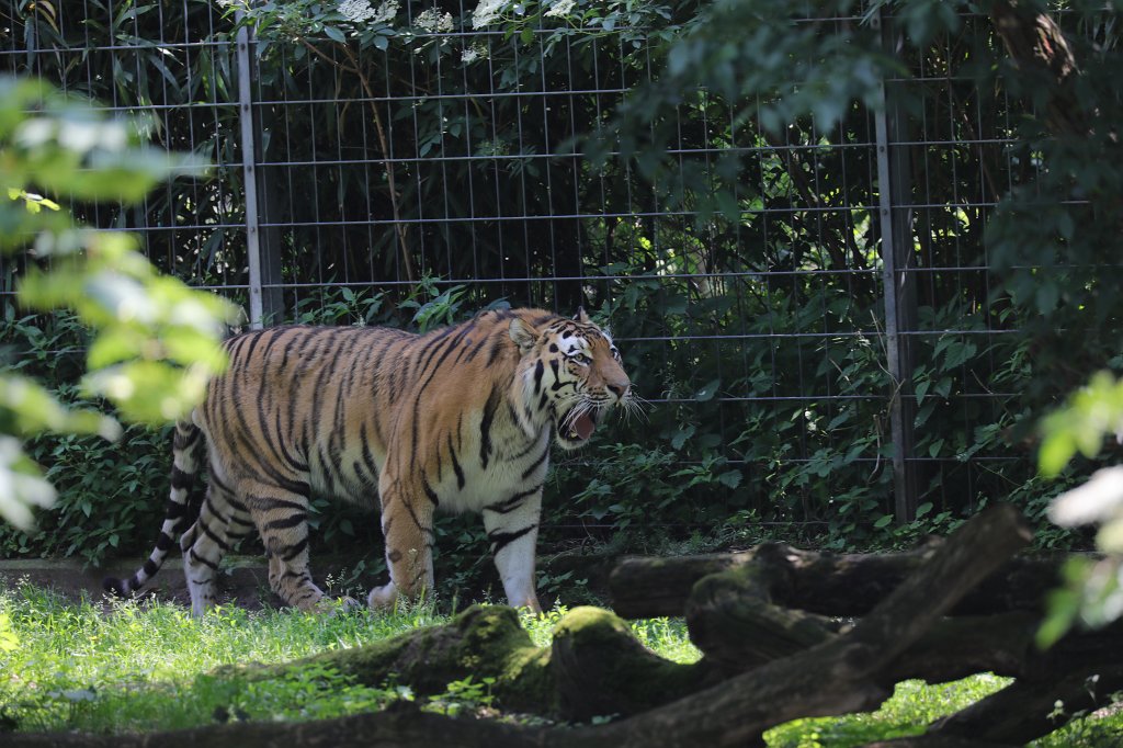 574B4098.JPG -  Siberian tiger  ( Sibirischer Tiger )