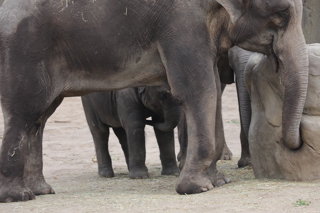 574B4206.JPG -  Asian elephant  ( Asiatischer Elefant )