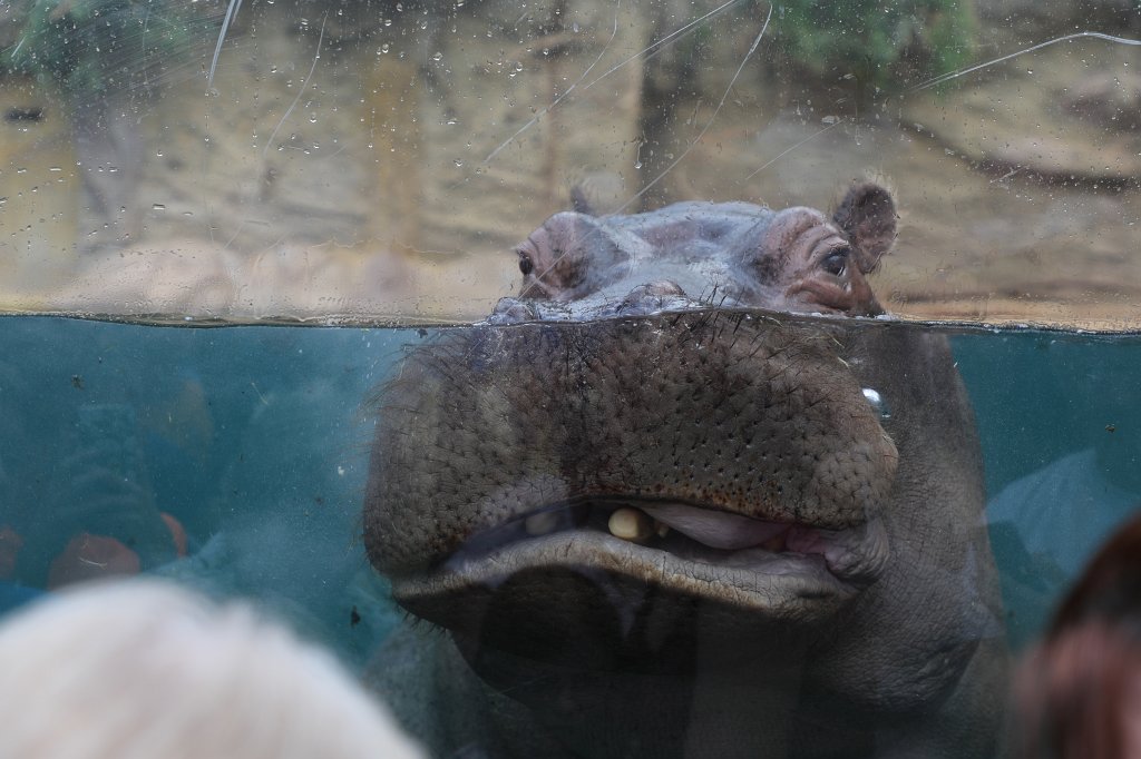 574B4236.JPG -  Hippopotamus  ( Flusspferd )