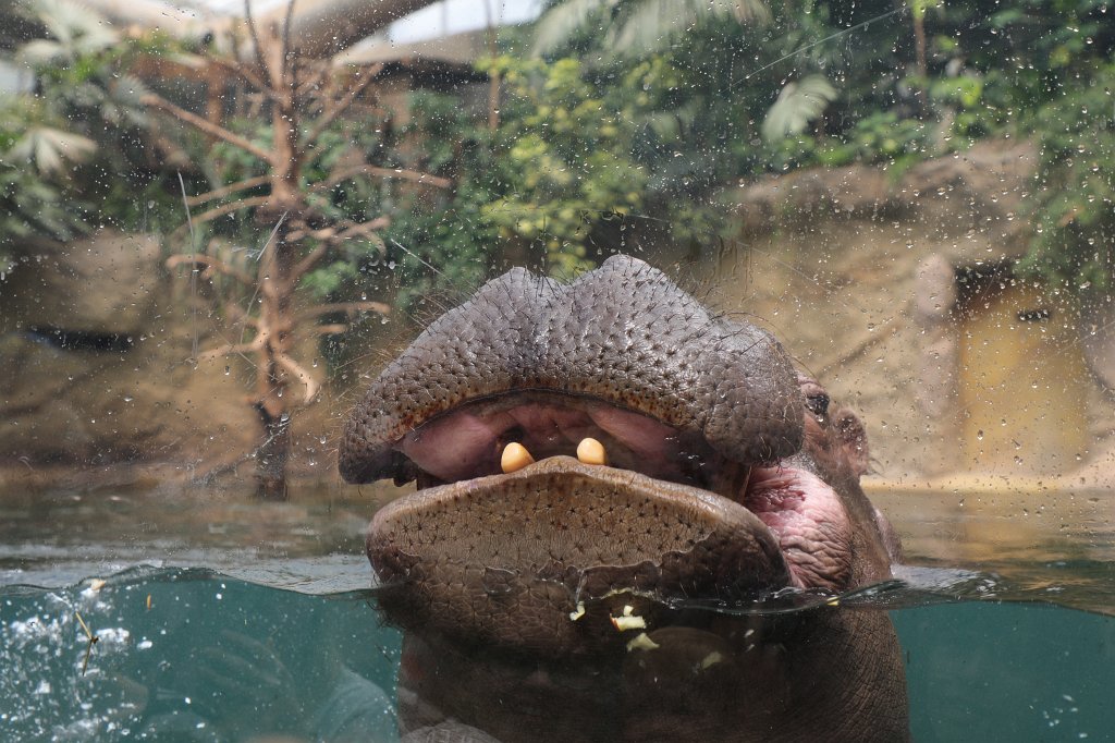 574B4287.JPG -  Hippopotamus  ( Flusspferd )