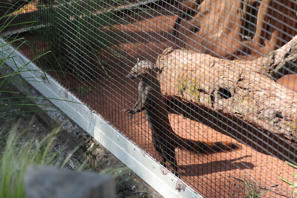 574B4338.JPG -  Ring-tailed mongoose  ( Ringelschwanzmungo )