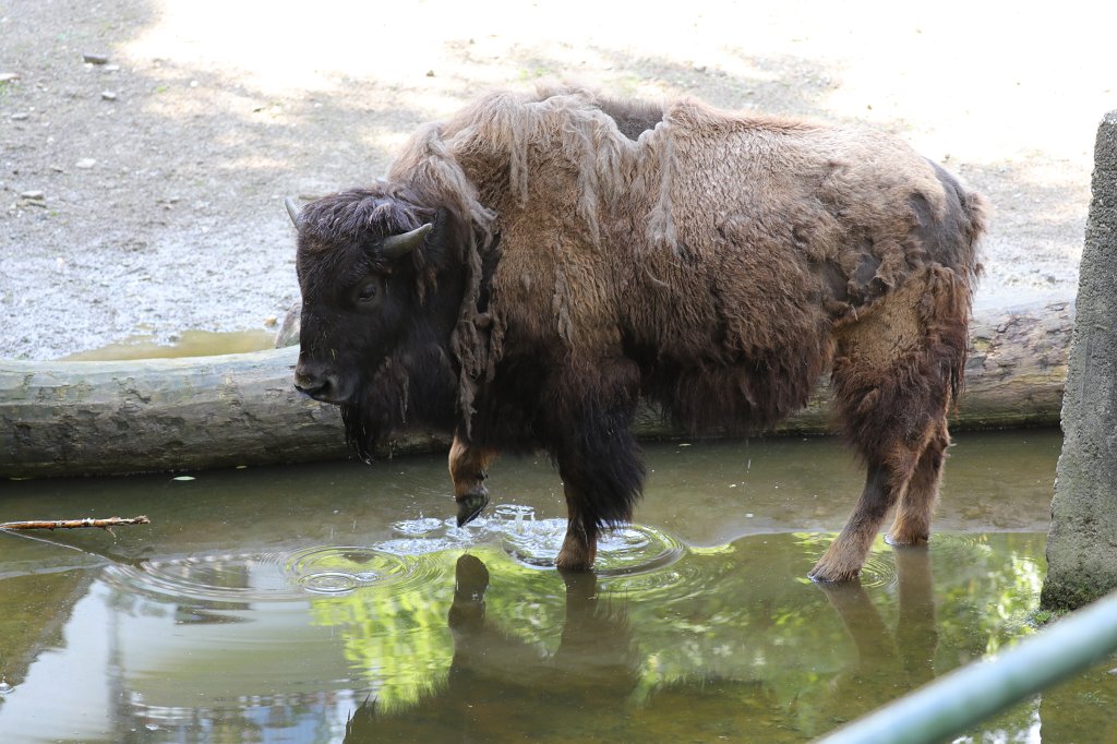 574B4369.JPG -  American bison  ( Amerikanischer Bison )