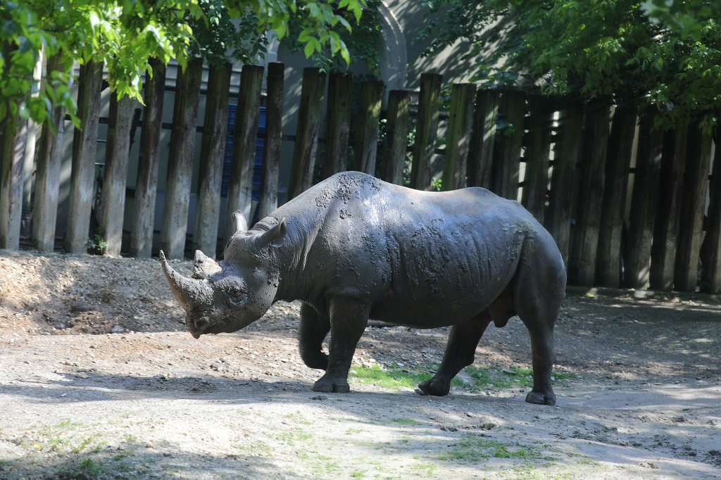 574B4387.JPG -  Black rhinoceros  ( Spitzmaulnashorn )