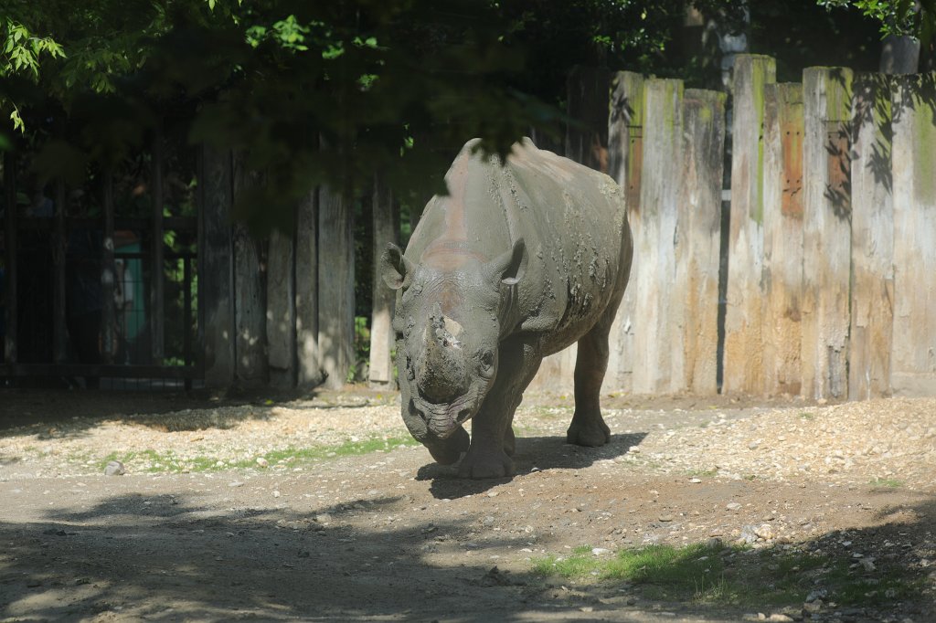 574B4417.JPG -  Black rhinoceros  ( Spitzmaulnashorn )