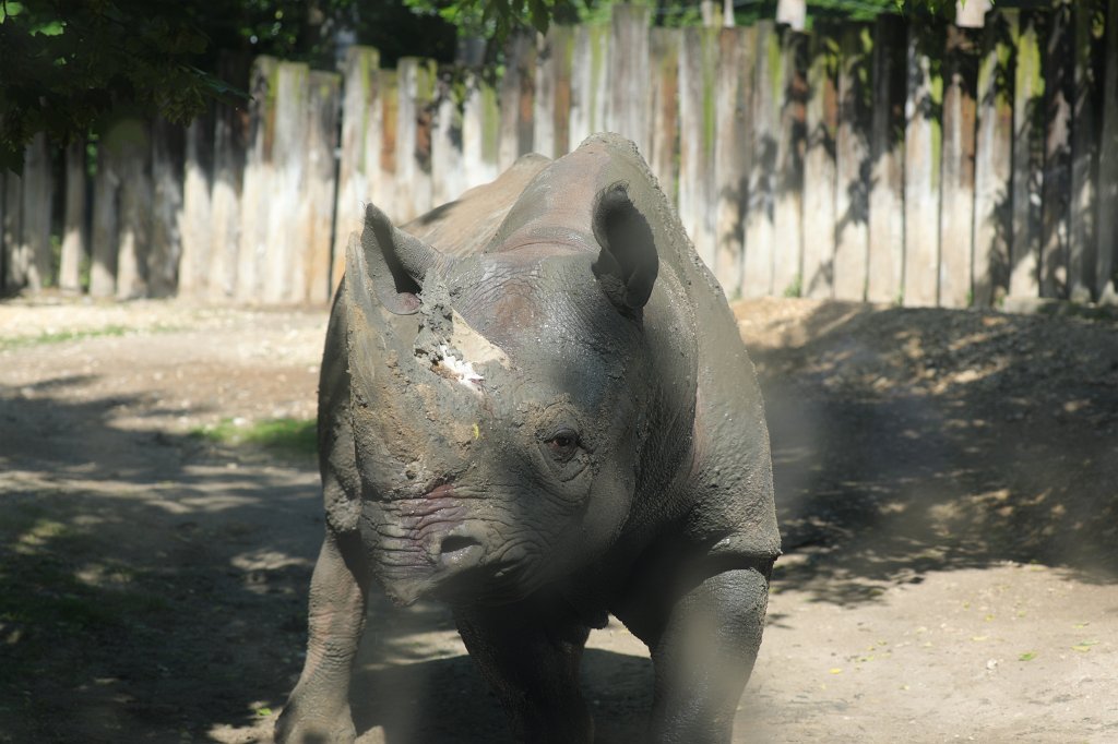 574B4425.JPG -  Black rhinoceros  ( Spitzmaulnashorn )