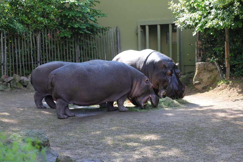574B4430.JPG -  Hippopotamus  ( Flusspferd )