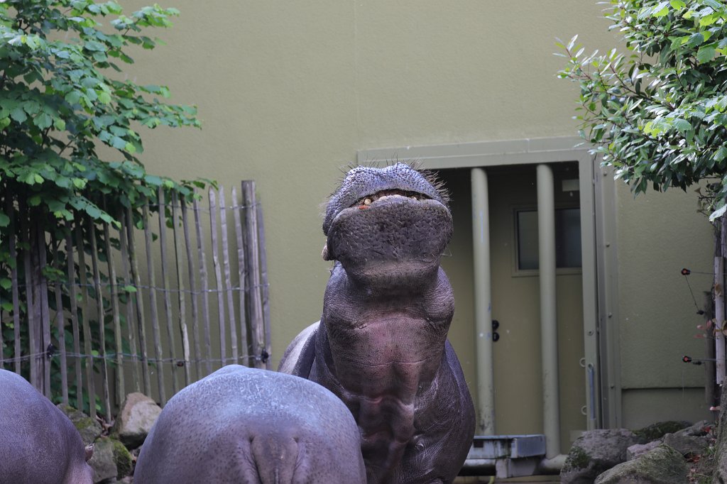 574B4448.JPG -  Hippopotamus  ( Flusspferd )