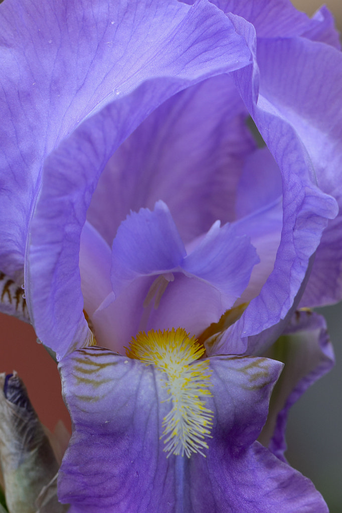 574B3415_c.jpg -  Iris germanica  ( Deutsche Schwertlilie )