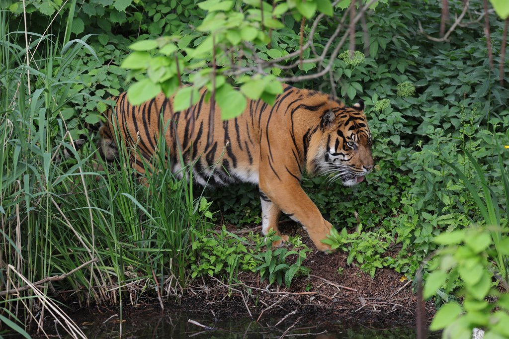 574B3426.JPG -  Sumatran tiger  ( Sumatra-Tiger )