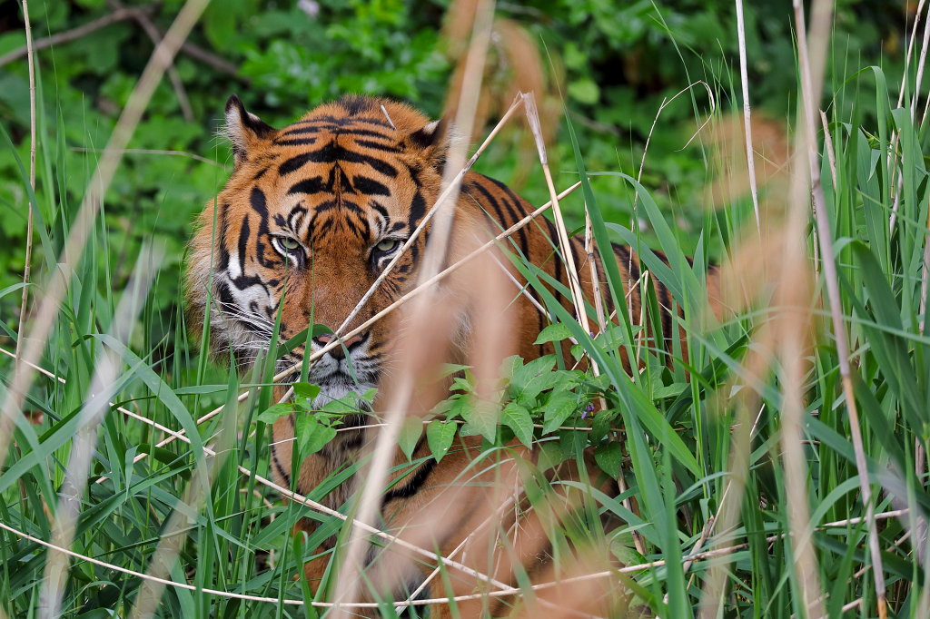 574B3436_c.jpg -  Sumatran tiger  ( Sumatra-Tiger )