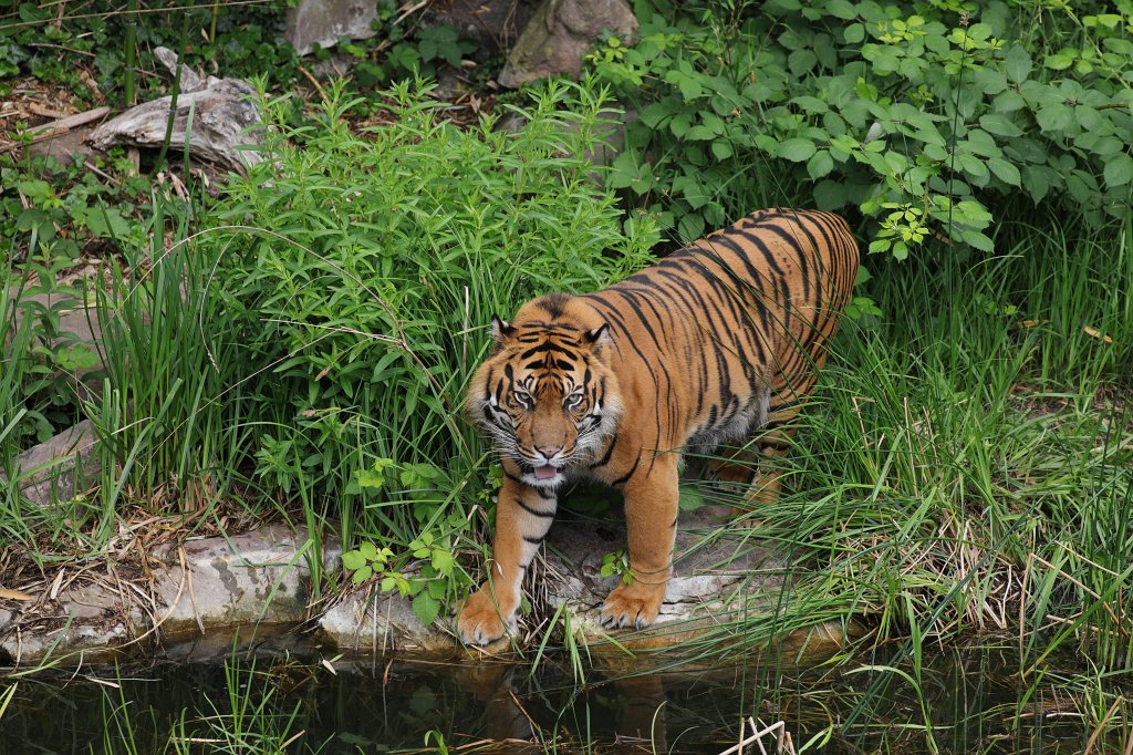 574B3446.JPG -  Sumatran tiger  ( Sumatra-Tiger )