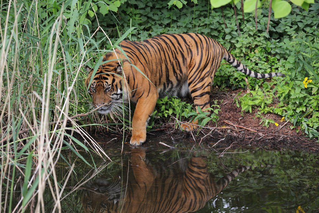 574B3467.JPG -  Sumatran tiger  ( Sumatra-Tiger )
