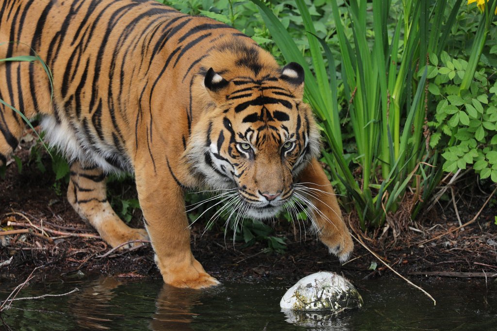 574B3471.JPG -  Sumatran tiger  ( Sumatra-Tiger )